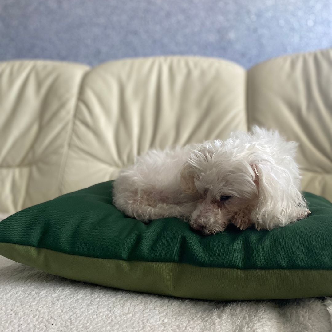 Doppelseitiges Designkissen - Hundebett - blass/dunkelrosa