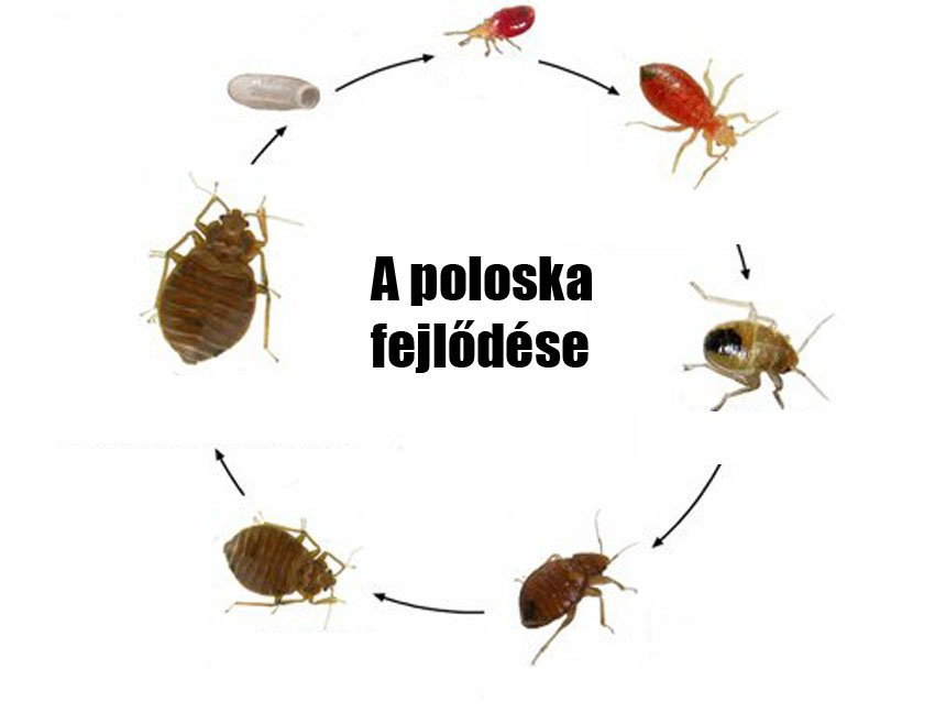 Czingerhome GREENFIRST® Anti Bed Bug - Mattress cover with zipper, removable (against bed bugs)